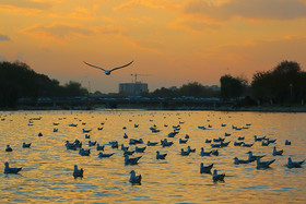 زاینده رود میزبان پرندگان مهاجر - اصفهان